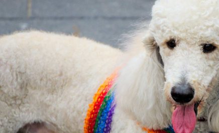 Rainbow poodle