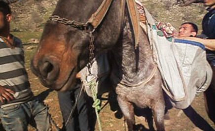 Alan's journey from Syria to Greece, strapped to horseback.
