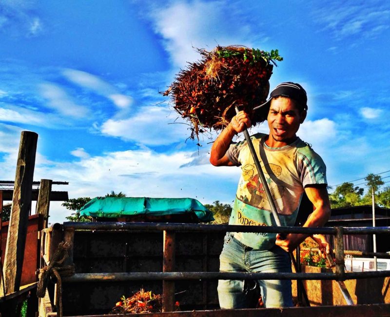 A worker unloading Palm oil fruit