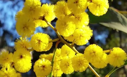 Australia’s national flower, the Golden Wattle © Wattle Day Association / Terry Fewtrell